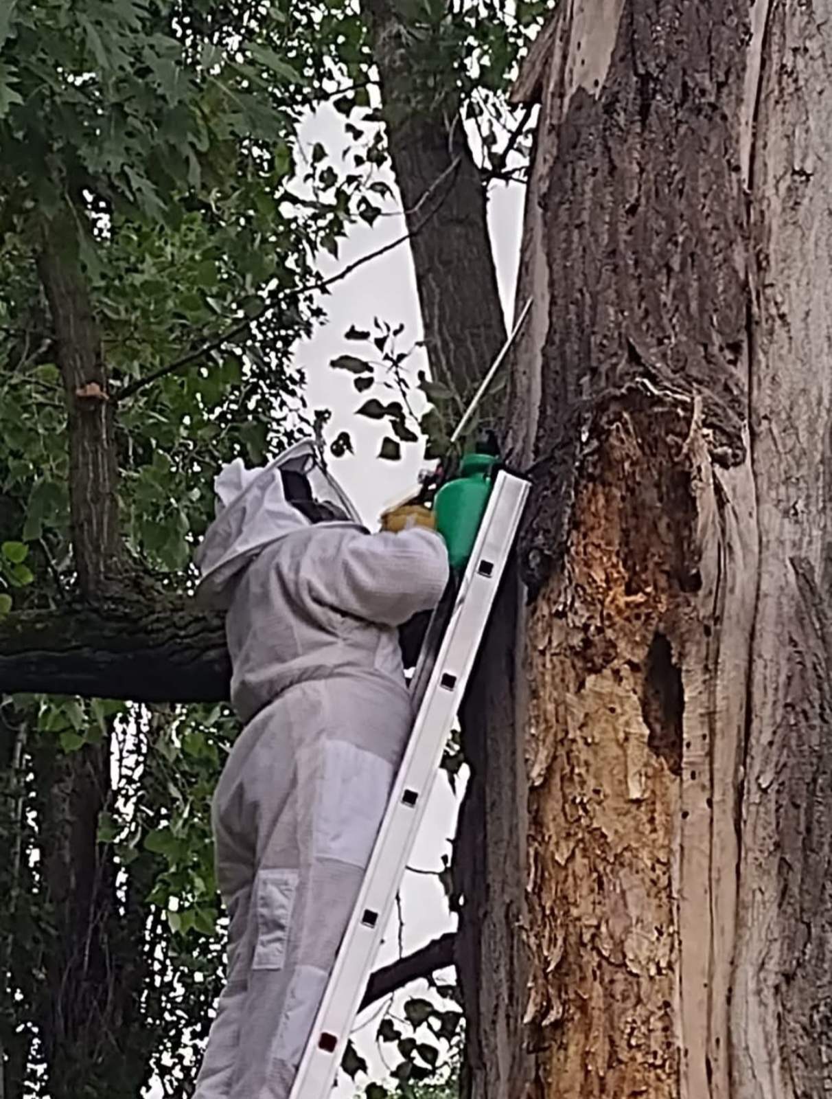 Pristup leglu stršljenova – Palata Srbija